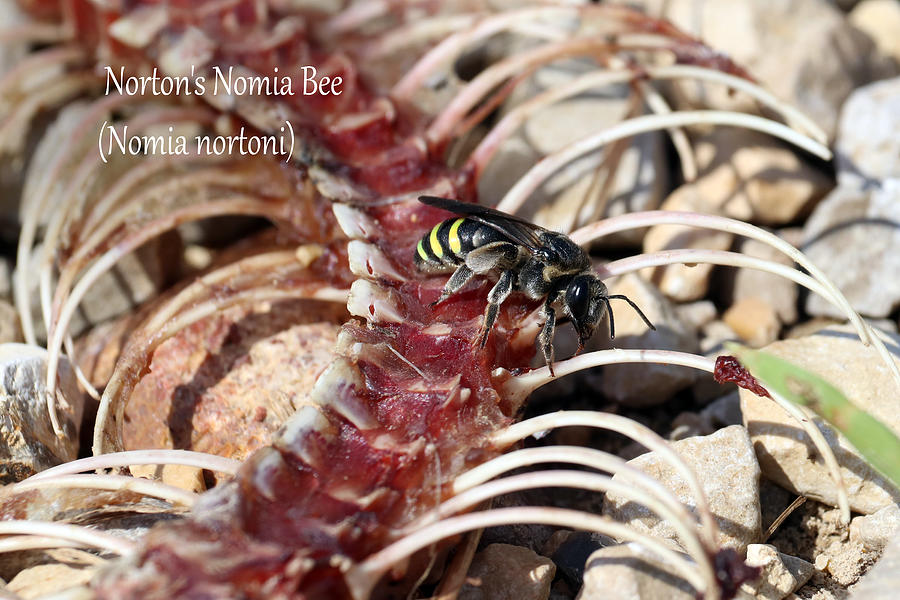 Nortons Nomia Bee #1 Photograph by Mark Berman