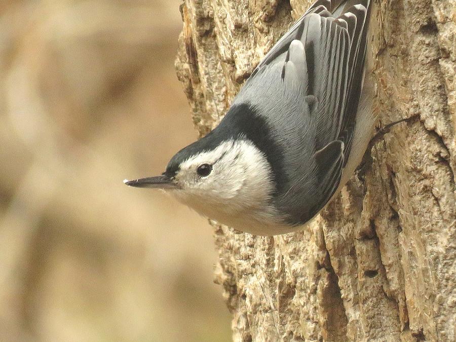 Nuthatch Pointing the Way  #1 Photograph by Lori Frisch