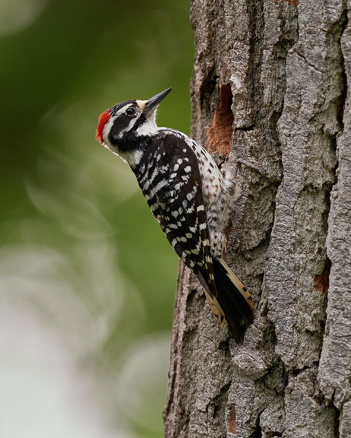 Nuttall's Woodpecker, Sacramento County California Photograph by Doug Herr