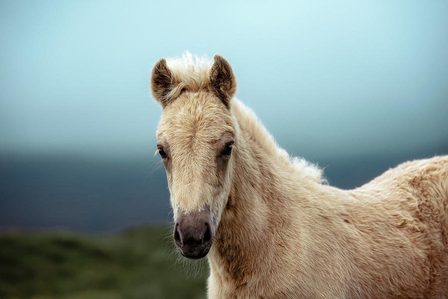 Nymeria - Horse Art #1 Photograph by Lisa Saint