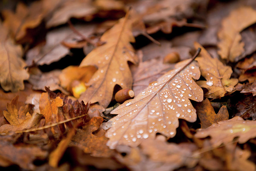 Oak Leaves and rain drops Photograph by Anita Nicholson