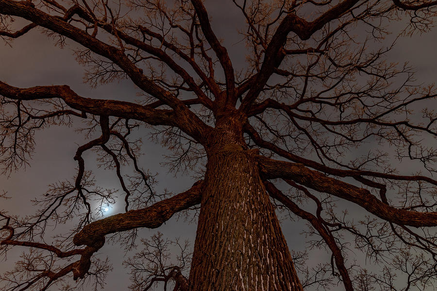 Oak Moon #1 Photograph by Steve Ferro