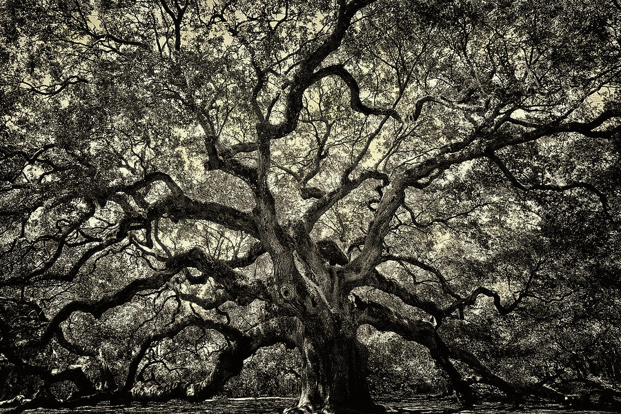 Oak of the Angels - Sepia #1 Photograph by Renee Sullivan