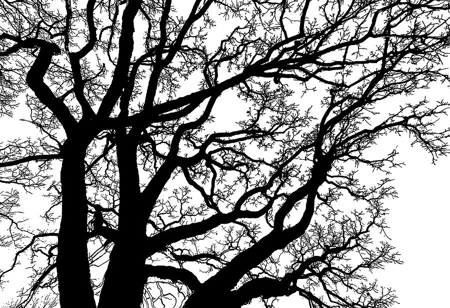 Oak Tree Branches Background #1 Drawing by GeorgePeters