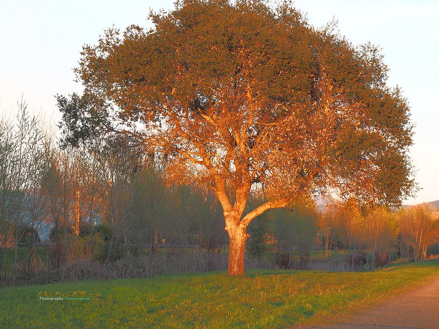 Oak Tree Sundown #1 Photograph by Richard Thomas