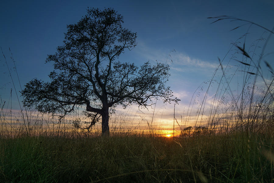 Oak Tree Sunset #1 Photograph by Mike Fusaro