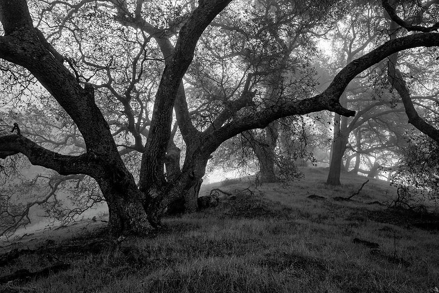 Oaks in Fog #2 Photograph by Rick Pisio
