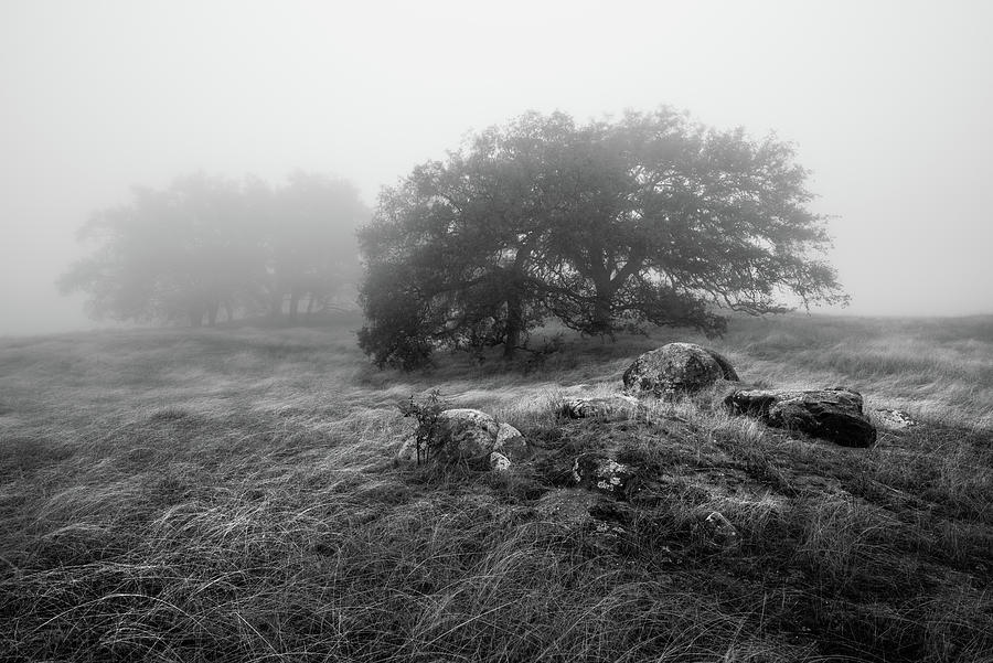 Oaks in the Clouds I Photograph by Alexander Kunz