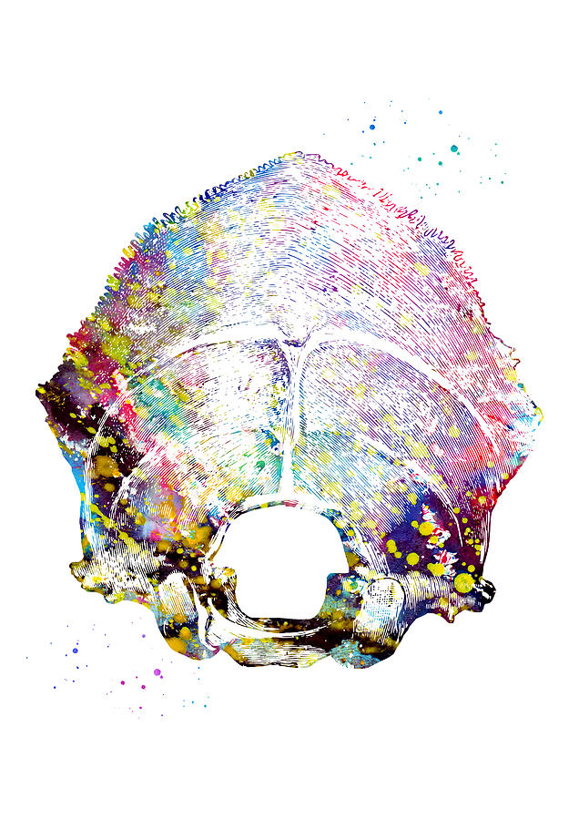 Occipital Bone Digital Art By Erzebet S Fine Art America 1780