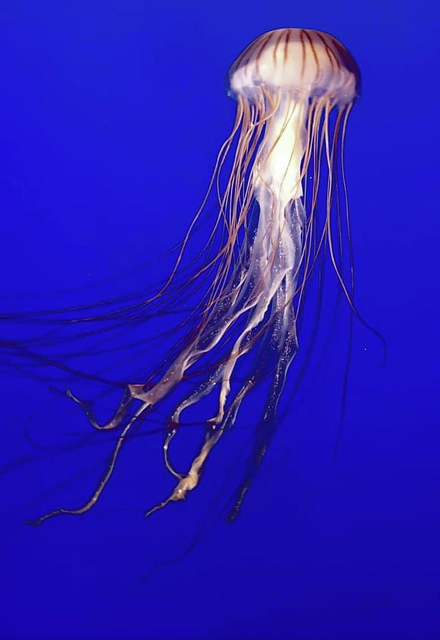 Ocean Jelly #1 Photograph by Kathleen Voort