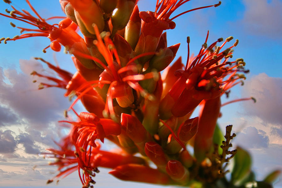 Ocotillo Bloom Photograph by Gene Taylor
