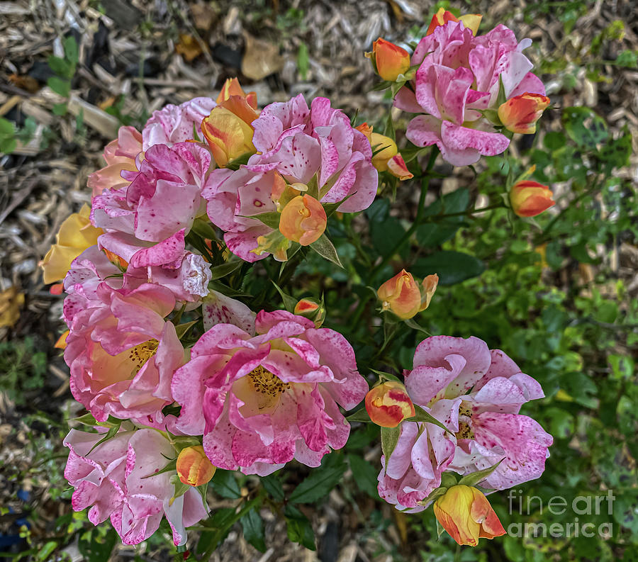 October Roses #1 Photograph by William Norton