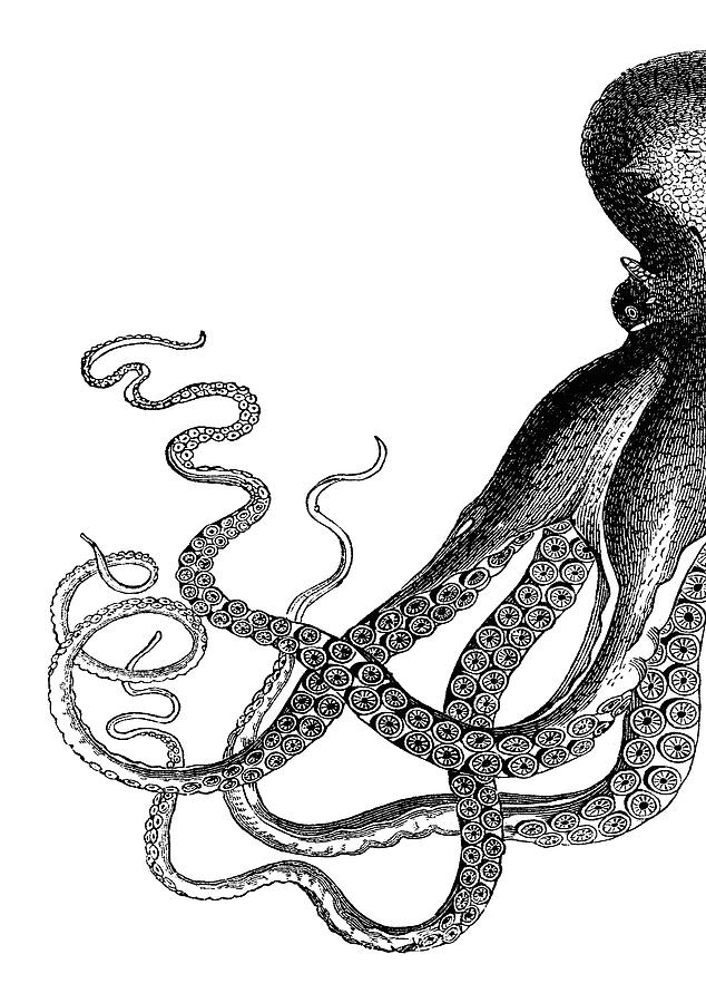 Vintage Octopus - Half Octopus - Left Side #1 Digital Art by Eclectic at Heart