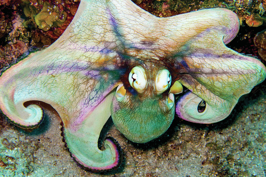 Octopus Photograph - Octopus #1 by Monique Taree