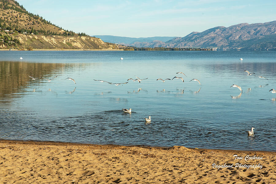 Okanagan Lake Shore with Gulls  Photograph by Tom Cochran