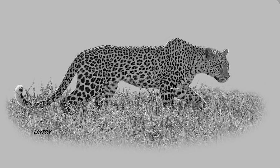 Okavango Leopard #1 Digital Art by Larry Linton