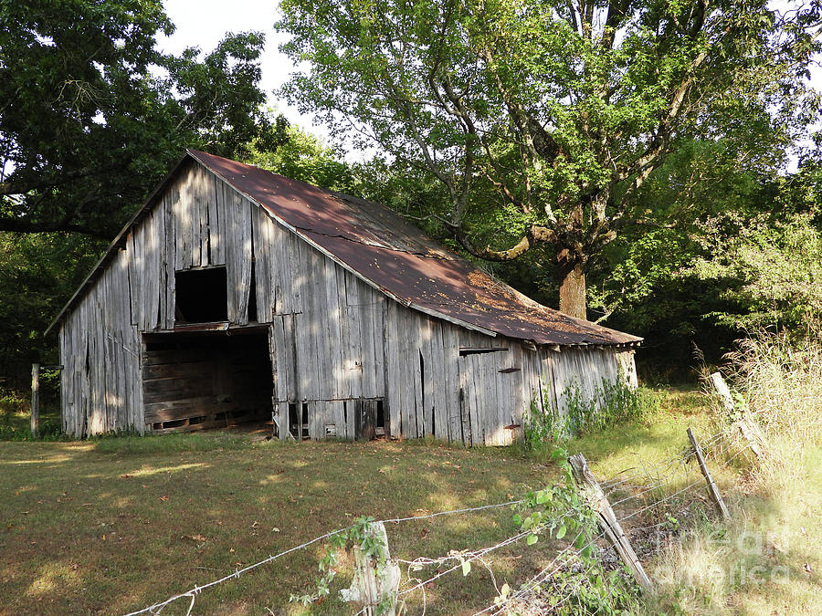 Sheep Photograph - Old Barn in the woods #1 by Dwight Cook