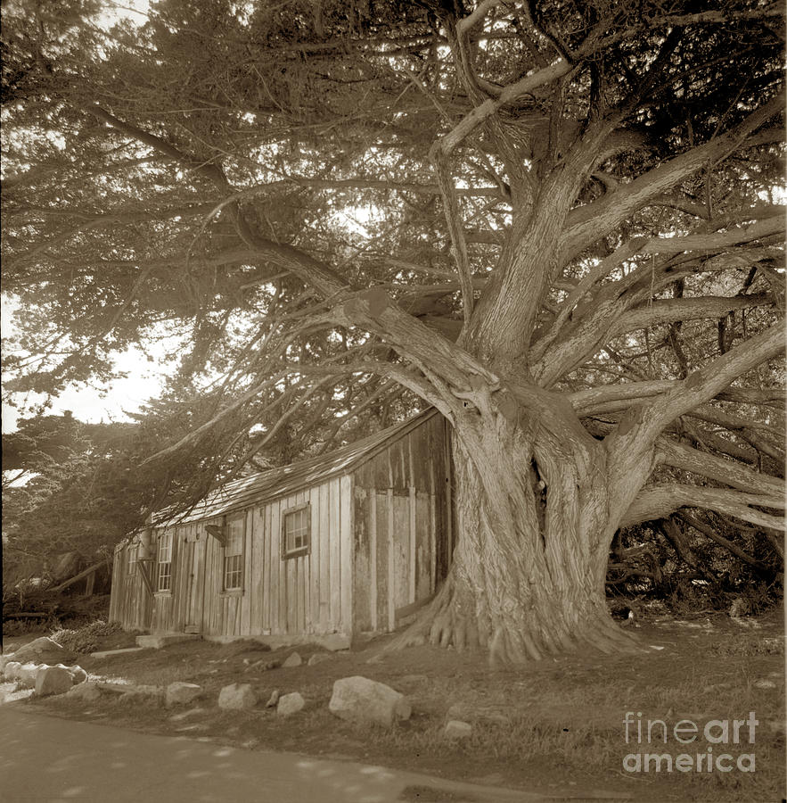 Old Photograph - Old Cypress tree and Whalers Cabin Point Lobos 1973 #1 by Monterey County Historical Society