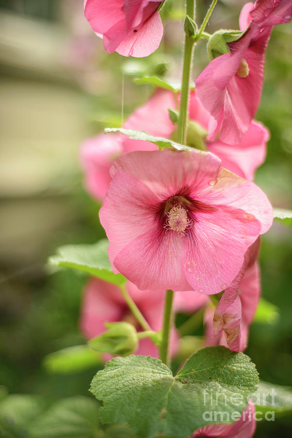 Old Fashion Hollyhocks Photograph By Alana Ranney Pixels