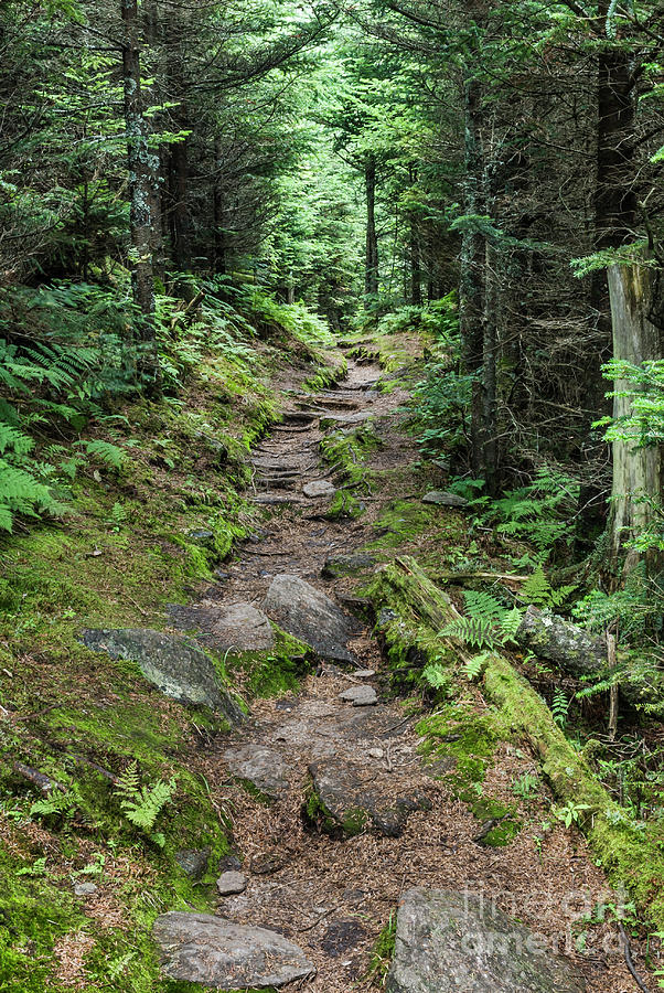 Mountain Photograph - Old Mitchell Trail in Spruce-Fir Forest #1 by John Arnaldi