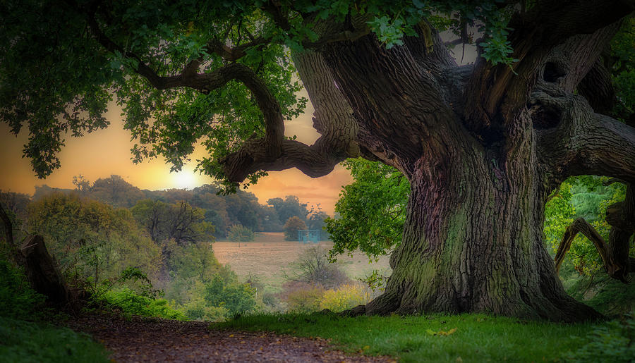 Old oak in the morning #1 Photograph by Remigiusz MARCZAK