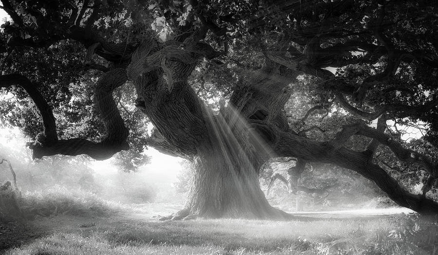 Old oak #1 Photograph by Remigiusz MARCZAK