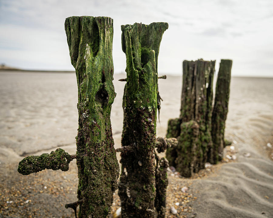 Old pilings in a tidal flat #1 Photograph by Kyle Lee