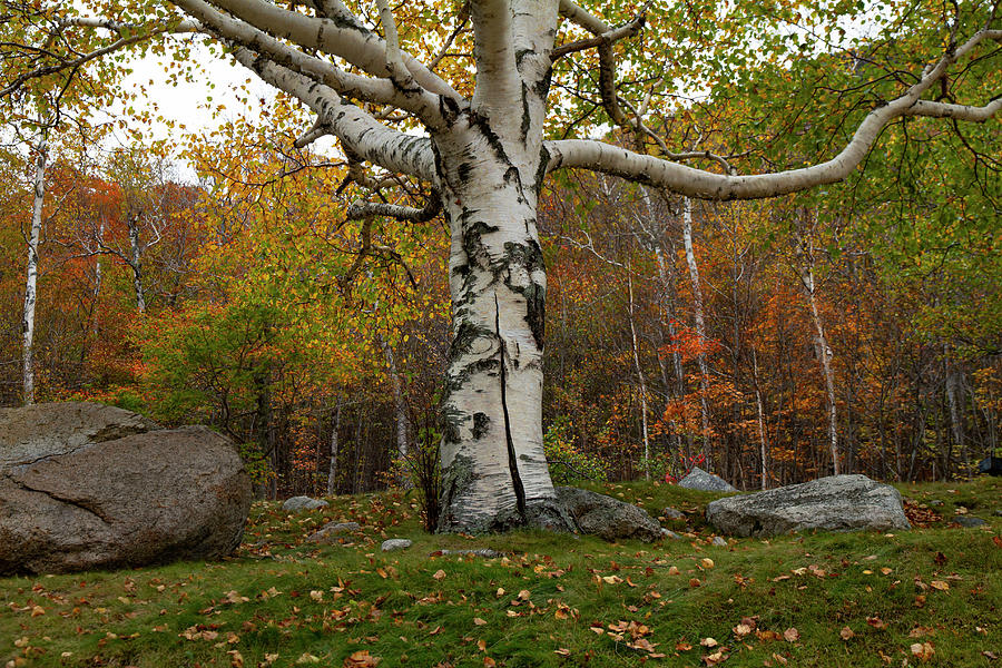 Old White Birch #1 Photograph by Betty Pauwels