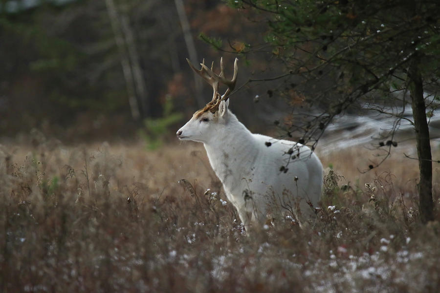 Old White Buck #1 Photograph by Brook Burling