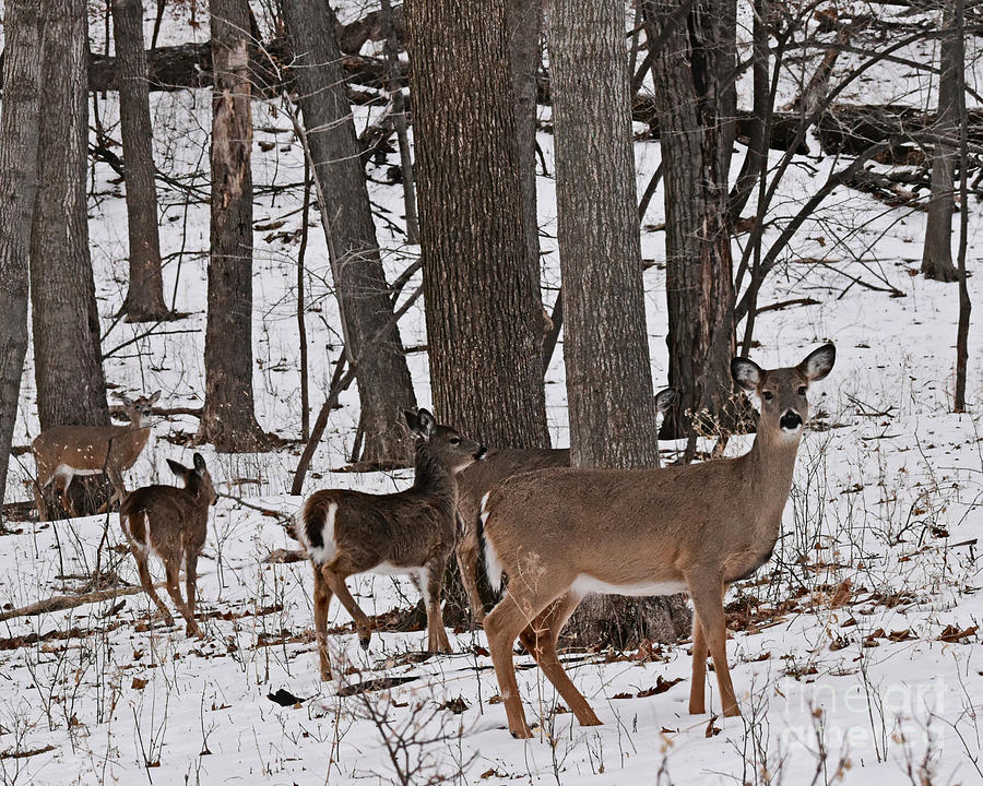 Deer Photograph - On Alert #1 by Kathy M Krause