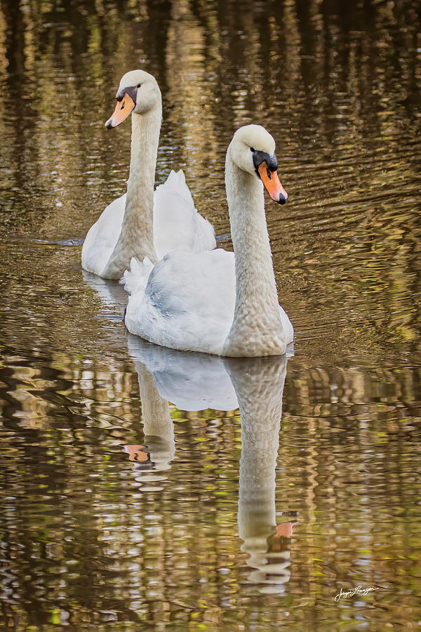 Swan Photograph - Golden Pond by Jurgen Lorenzen