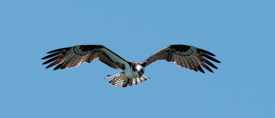Osprey Photograph - On the Hunt #1 by Betty Depee