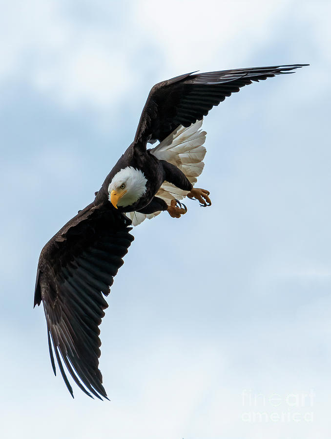 Eagle Photograph - On the Hunt #1 by Michael Dawson