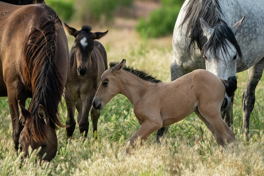 Onaqui Wild Horse Ponies #1 Photograph by Wesley Aston