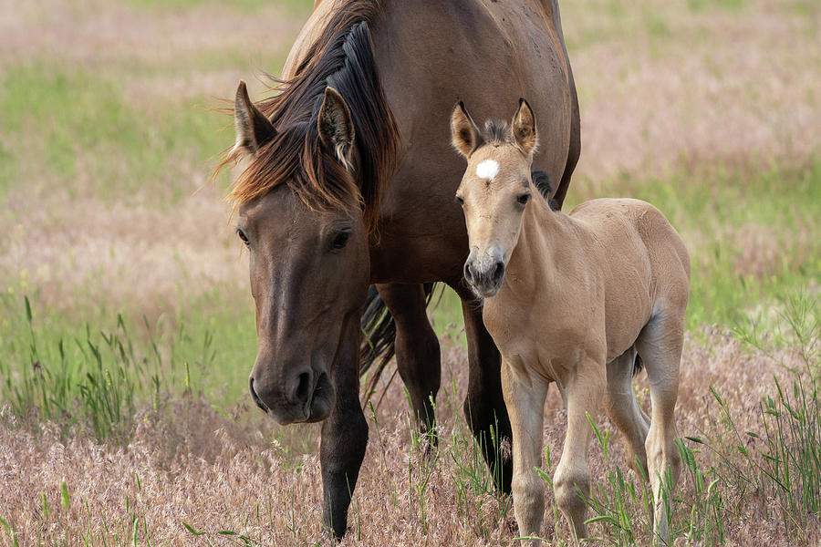 Onaqui Wild Horse Pony and Mother #1 Photograph by Wesley Aston