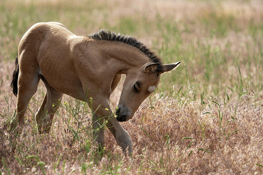 Onaqui Wild Horse Pony #1 Photograph by Wesley Aston