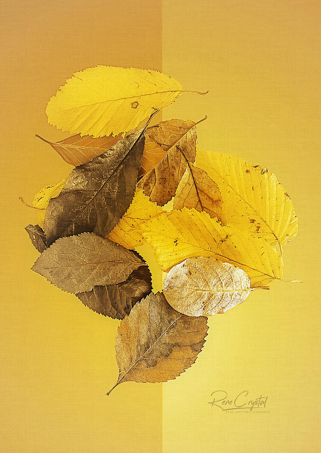 Once Upon A Golden Autumn #1 Photograph by Rene Crystal