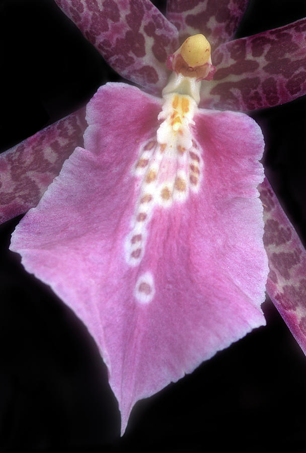 Oncidium Orchid #1 Photograph by Dave Mills
