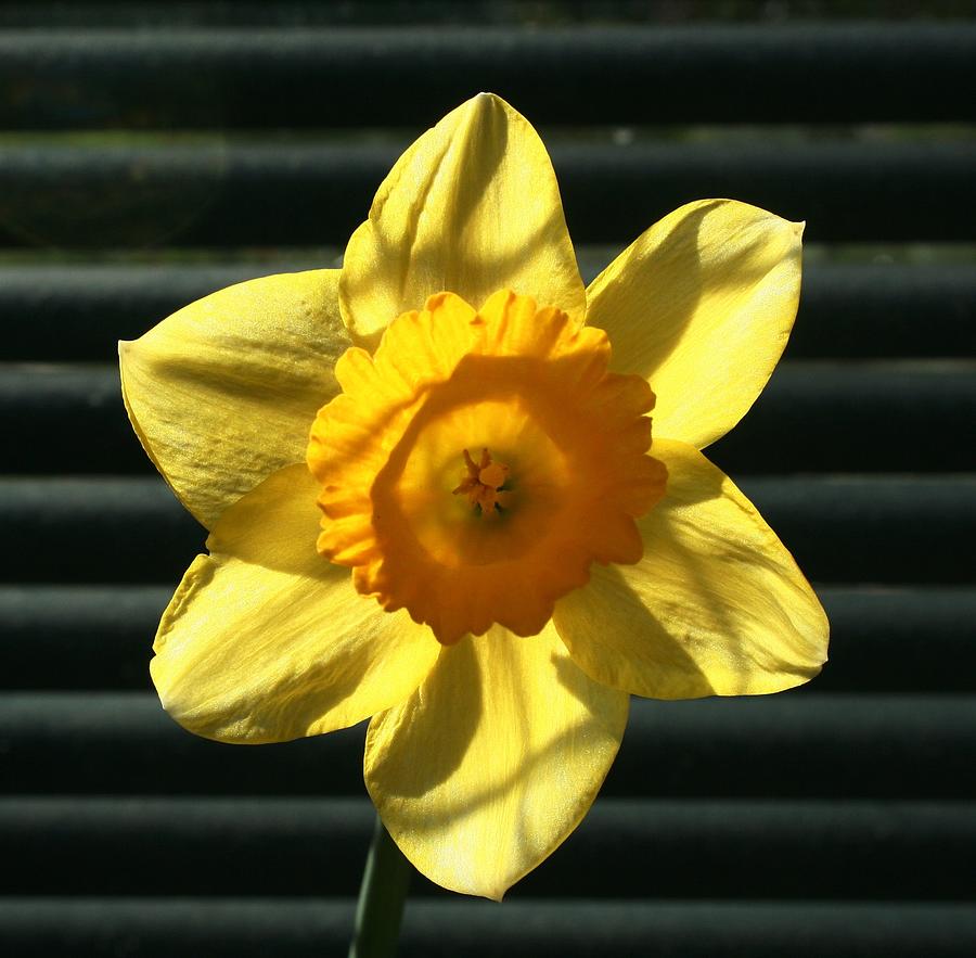 One daffodil #1 Photograph by Nigel Radcliffe