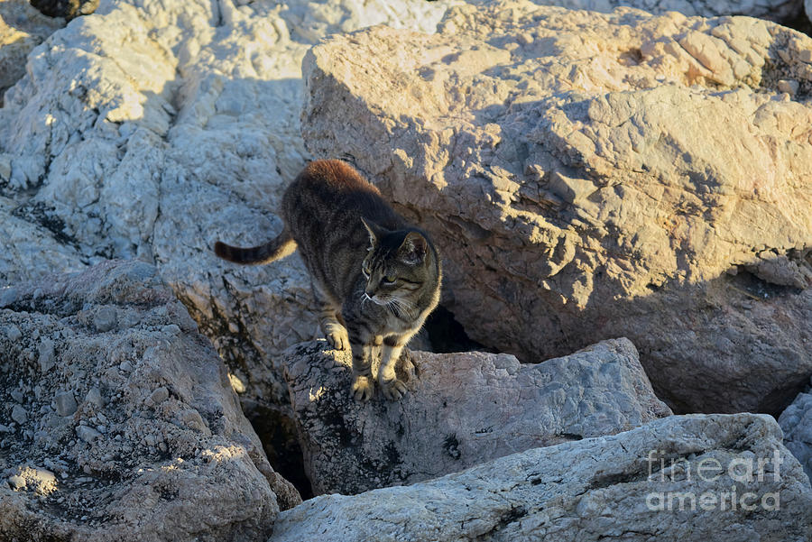 One of the famous Torremolinos Cats, Spain. June 2023. #2 Photograph by Pics By Tony