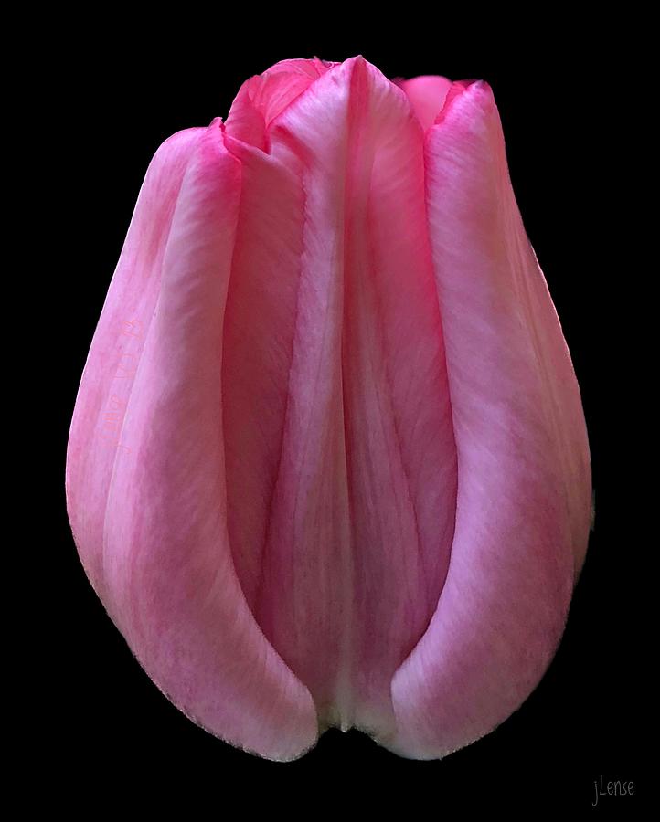 One Pink Tulip #1 Photograph by JoAnn Lense
