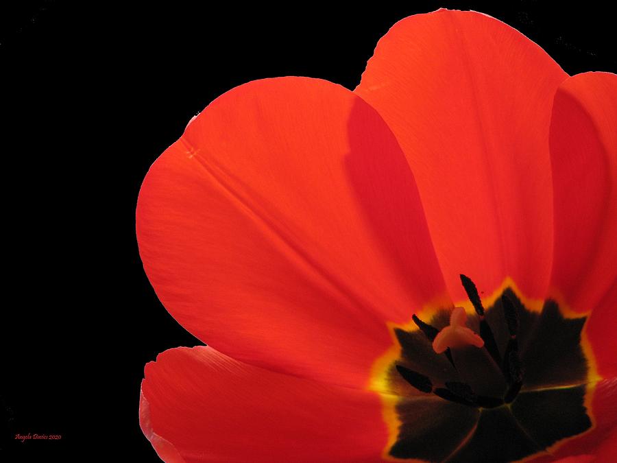 Just One Red Tulip Photograph by Angela Davies