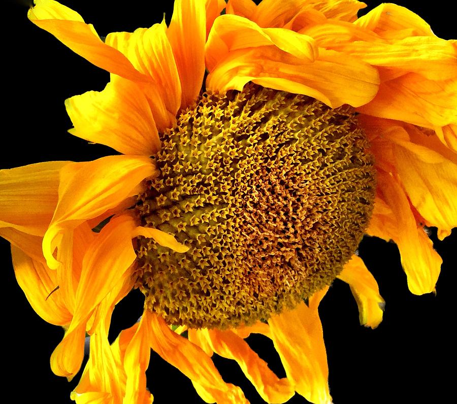 One Sunflower  #1 Photograph by JoAnn Lense