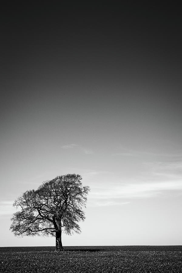 One tree on the horizon landscape #1 Photograph by Seeables Visual Arts