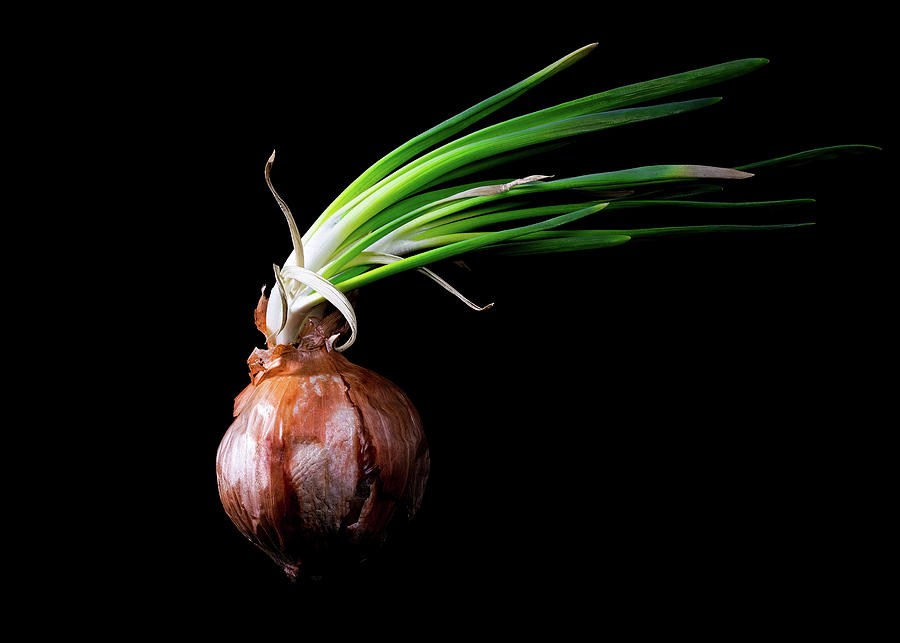Onion #2 Photograph by Bob Orsillo