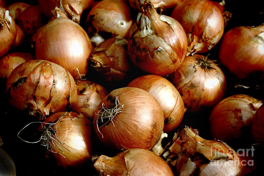 Onions and Onions Photograph by Olivier Le Queinec