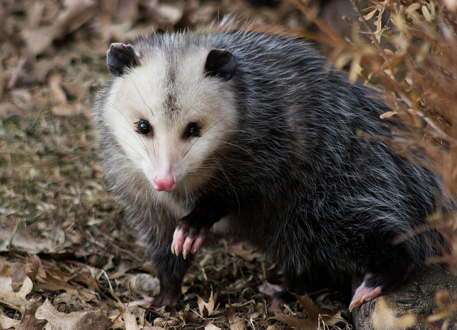 OP1 Opossum Photograph by Judy Syring | Fine Art America