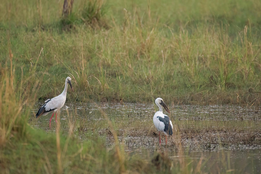 Open Bill Stork #1 Photograph by Kiran Joshi