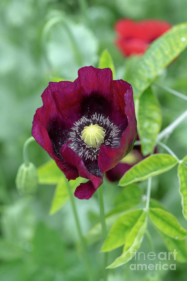 Poppy Photograph - Opium Poppy Laurens Grape #2 by Tim Gainey