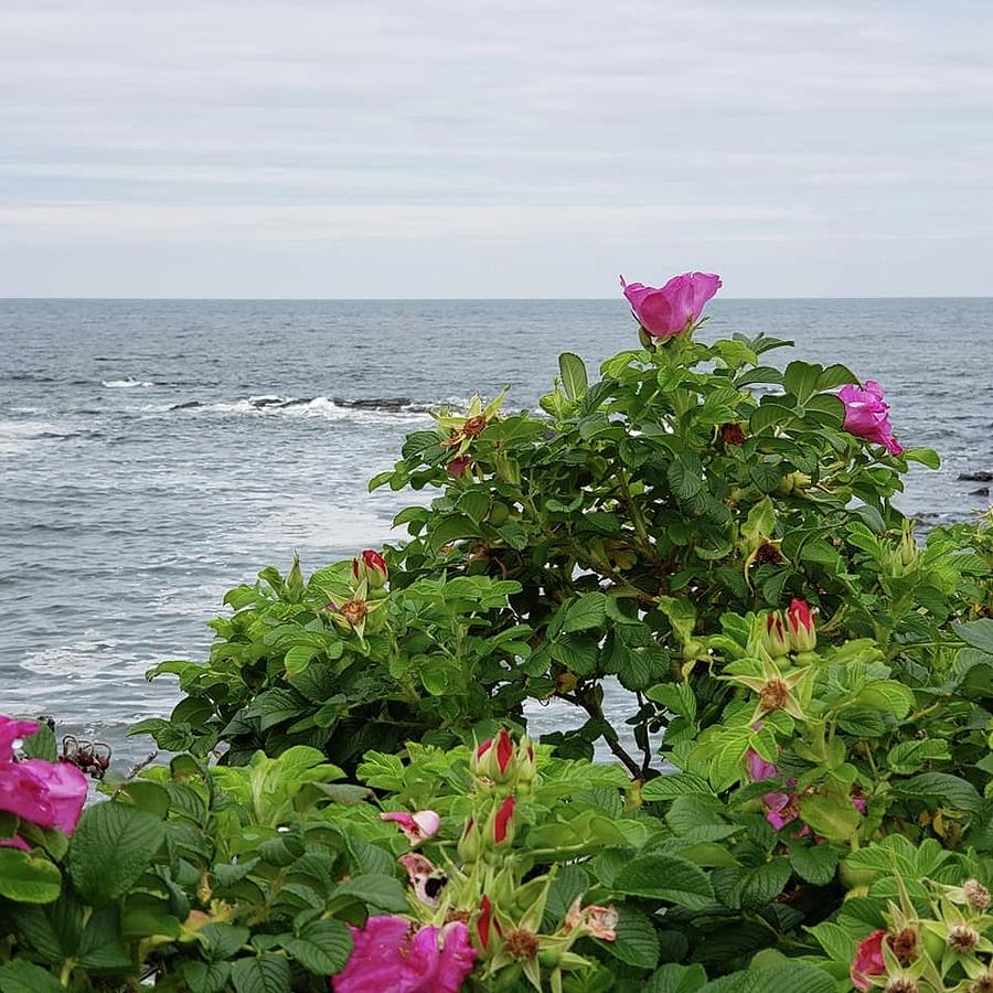 Ogunquit Maine Photograph by Season Doe - Pixels